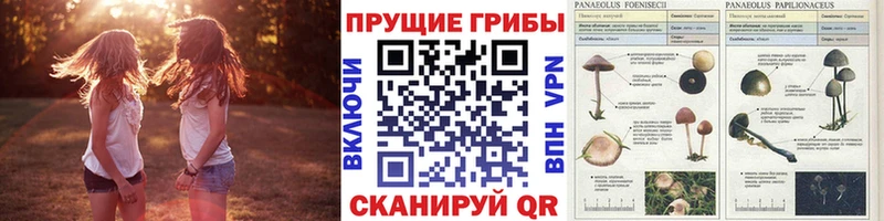 купить  сайты  Коммунар  Галлюциногенные грибы GOLDEN TEACHER 